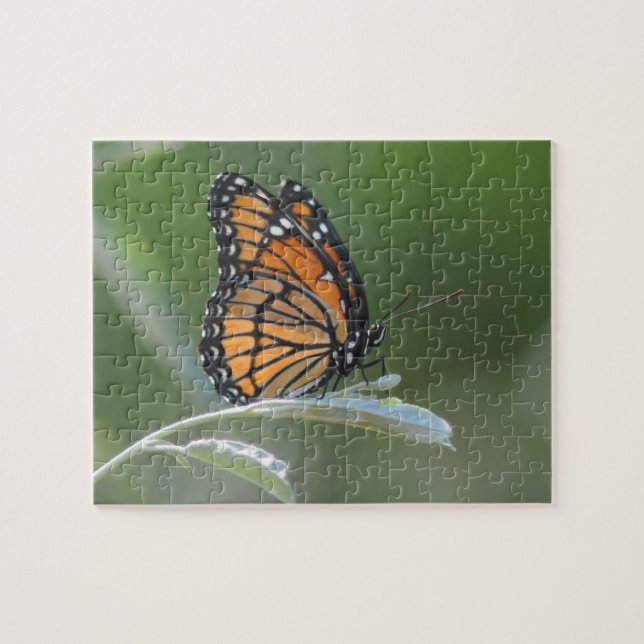 Puzzle Butterfly resting On A Leaf (Horizontal)