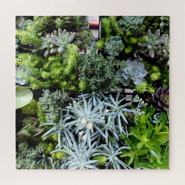 Puzzle Cactus Plantes de casse-tête successifs difficiles (Horizontal)