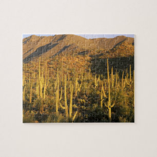 Puzzle Cactus saguaro dans le parc national de Saguaro pr
