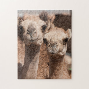Puzzle Camels au marché Camel à Al Ain près de Dubaï