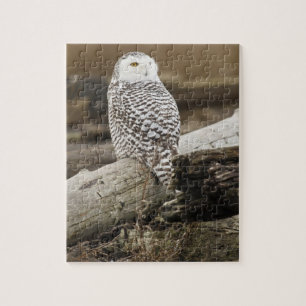 Puzzle Canada, Boundary Bay, Harfang des neiges