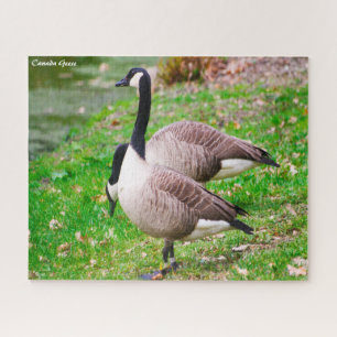 Puzzle Canada Goose