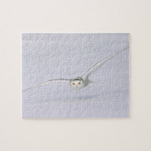 Puzzle Canada, Québec. Le hibou des neiges vole au-dessus