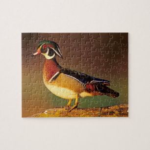 Puzzle Canard à bois mâle, Illinois