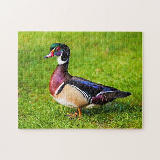 Puzzle Canard à bois mâle sur l'herbe (Horizontal)