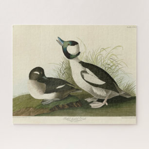 Puzzle Canard à tête de buffle des oiseaux d'Amérique d'A
