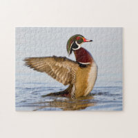 Canard branchu mâle battant des ailes dans une zon