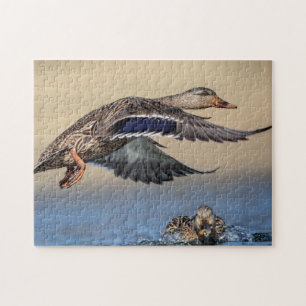 Puzzle Canard colvert dans la vallée de l'Hudson
