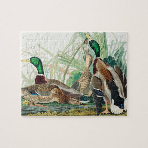 Puzzle Canard colvert des oiseaux d'Amérique (Audubon)