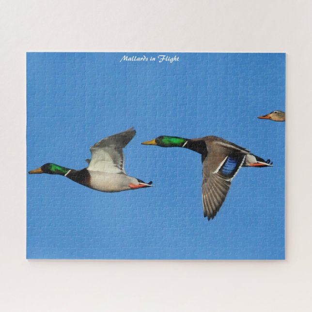 Puzzle Canard de Mallard en vol (Horizontal)
