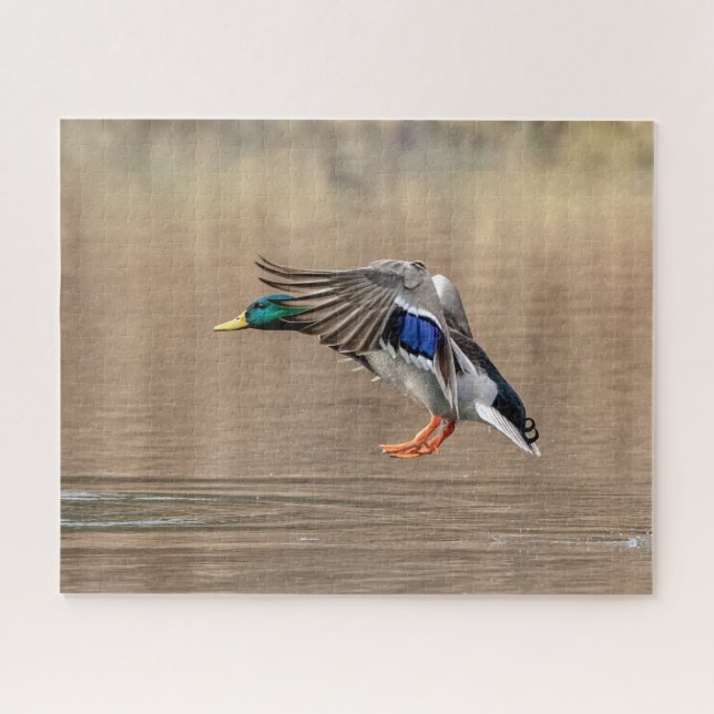 Puzzle Canard Mallard en vol (Horizontal)