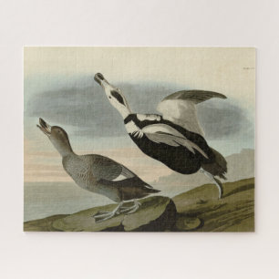Puzzle Canard mouché (Canard du Labrador) Audubon Birds o