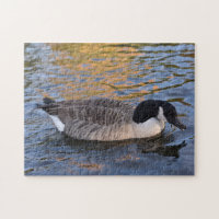 Canard sur le Water Regent's Park London UK