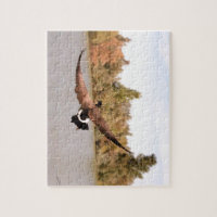 canard volant au-dessus de l'eau photographie