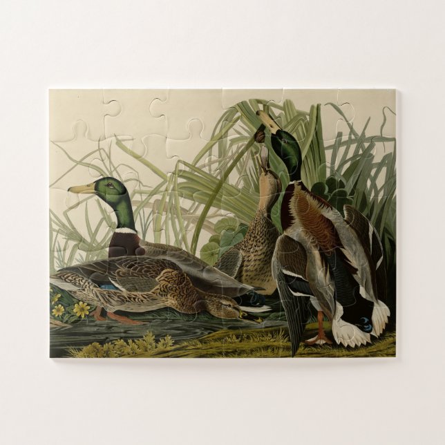 Puzzle Canards colverts des oiseaux d'Amérique d'Audubon (Horizontal)