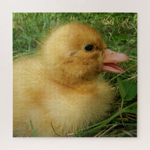 Puzzle caneton, poulet, animal, poussin, oiseau, ferme, m