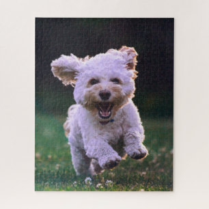 Puzzle Caniche blanc courant Chien mignon