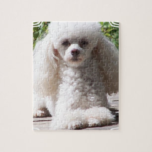 Puzzle Caniche de jouet