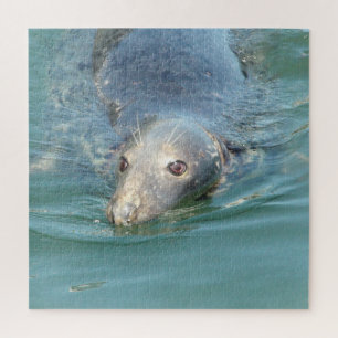 Puzzle Cape Cod Seal au quai