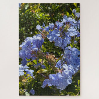 Puzzle Cape de pervenche Plumbago, Oakland