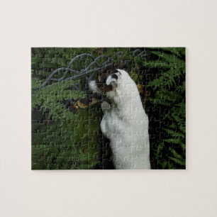 Puzzle Capo von Oppenheim, Jack Russell Terrier Chien