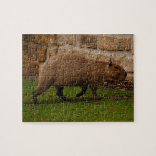 Puzzle capybara