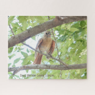Puzzle Cardinal féminin Jeunes, amoureux des oiseaux