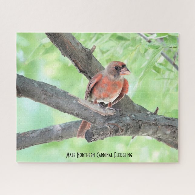 Puzzle Cardinal Homme Fledgling, amoureux des oiseaux (Horizontal)