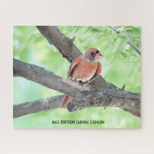 Puzzle Cardinal mâle jeune, amateur d'oiseaux