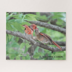 Puzzle Cardinal masculin et jeune, amoureux des oiseaux