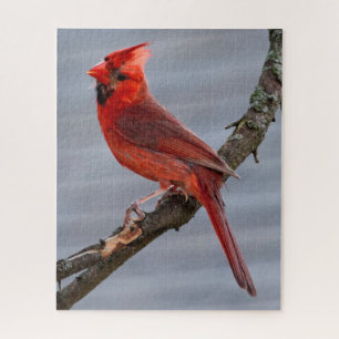 Puzzle Cardinal - Red Bird - 16x20 - 520 pc