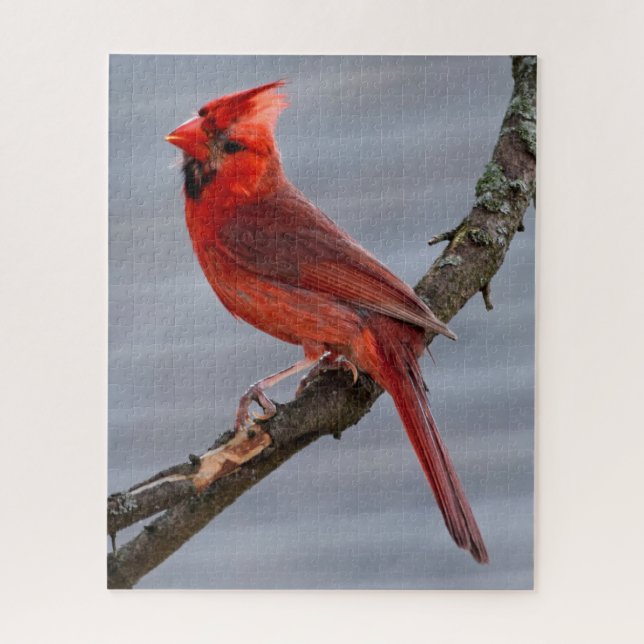 Puzzle Cardinal - Red Bird - 16x20 - 520 pc (Vertical)