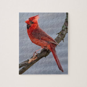 Puzzle Cardinal - Red Bird - 8x10 - 110 pc