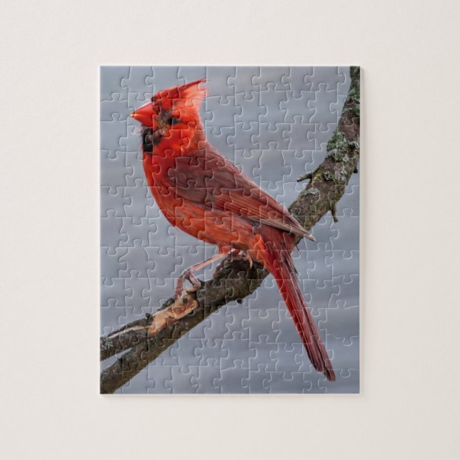 Puzzle Cardinal - Red Bird - 8x10 - 110 pc (Vertical)