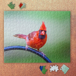 Puzzle Cardinal Rouge avec une expression amusante