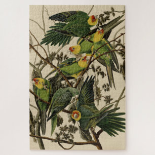 Puzzle Carolina Parrot de Audubon's Birds of America