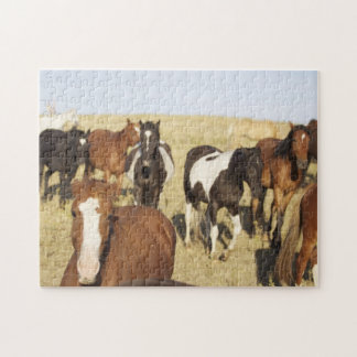Puzzle Casse-tête de cheval sauvage