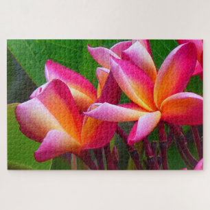 Puzzle casse-tête fleur frangipani