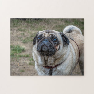 Puzzle casse-tête pour chien carlin