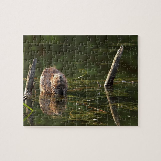 Puzzle Castor de sourire (Horizontal)