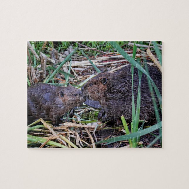 Puzzle Castors embrassant la photo (Horizontal)