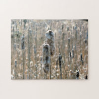 Cattails Fluffés Dans La Nature Du Printemps