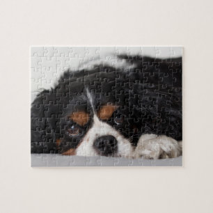 Puzzle Cavalier King Charles Spaniel