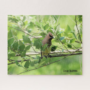 Puzzle Cèdre à cire, amoureux des oiseaux