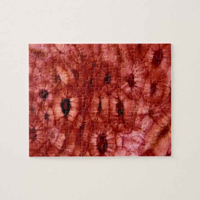 Puzzle Cellules de Sclerenchyma d'un puits de cerise (Horizontal)