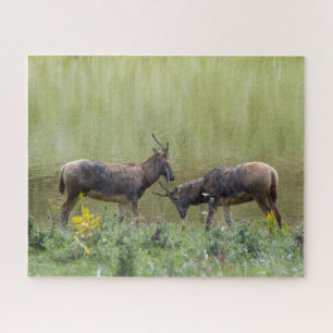 Puzzle Cerf