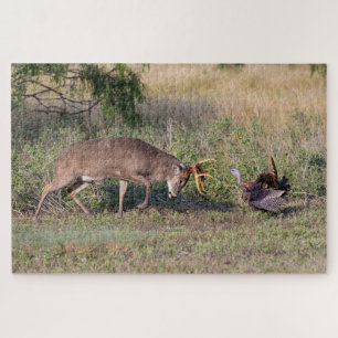 Puzzle Cerf à queue blanche combattant un dindon sauvage