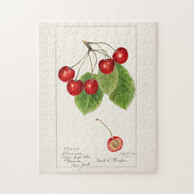Puzzle Cerises (Prunus Avium) Aquarelle de fruits Peintur (Vertical)