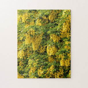 Puzzle Chaîne d'or étonnante / Arbre de laburnum