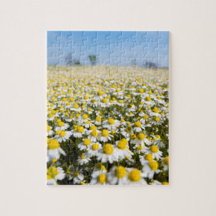 Puzzle Champ de camomille, Hongrie